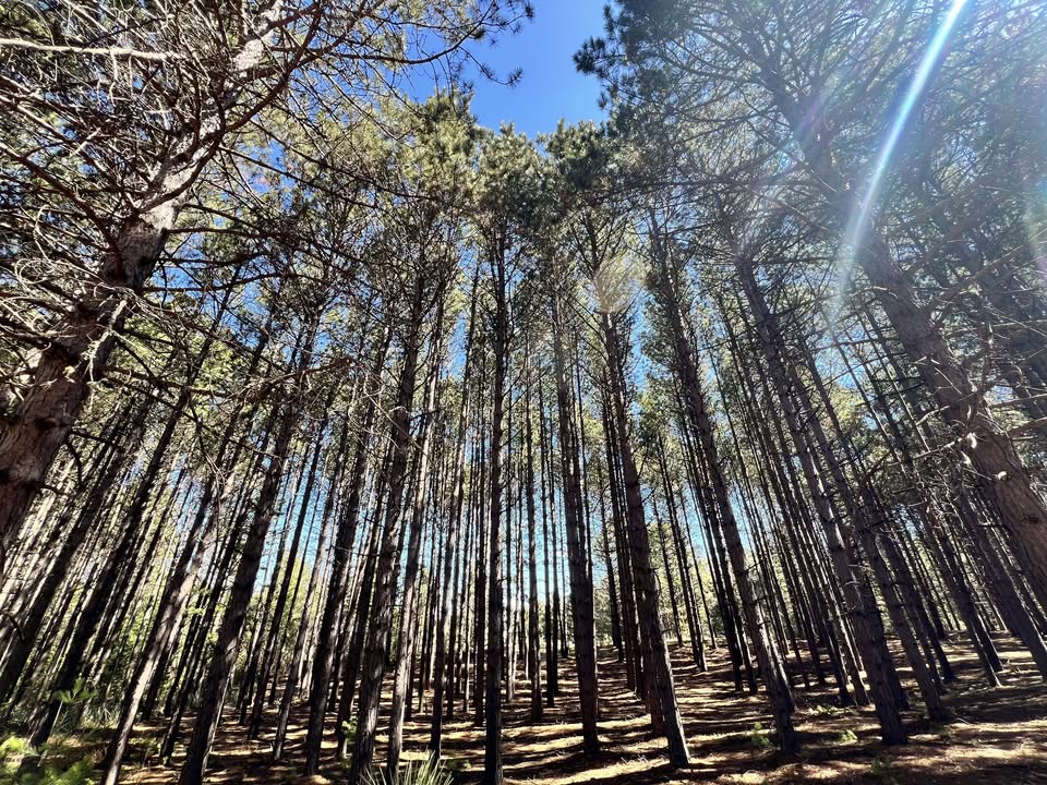 Tall pine trees in a dense forest reach toward a clear blue sky, sunlight streaming through the branches and casting shadows on the forest floor.