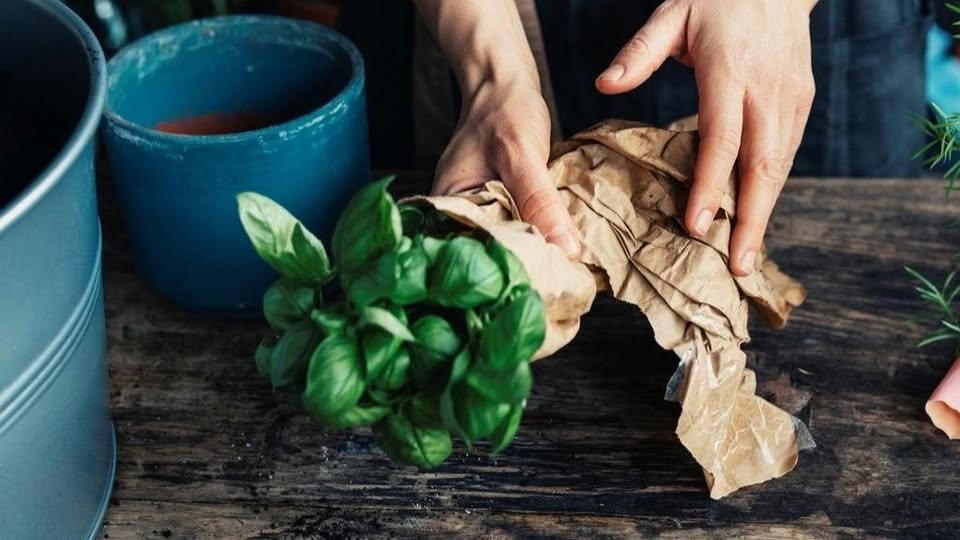 A person unwraps a potted basil plant from brown paper on a rustic wooden table. A blue flowerpot and a metal container are nearby.