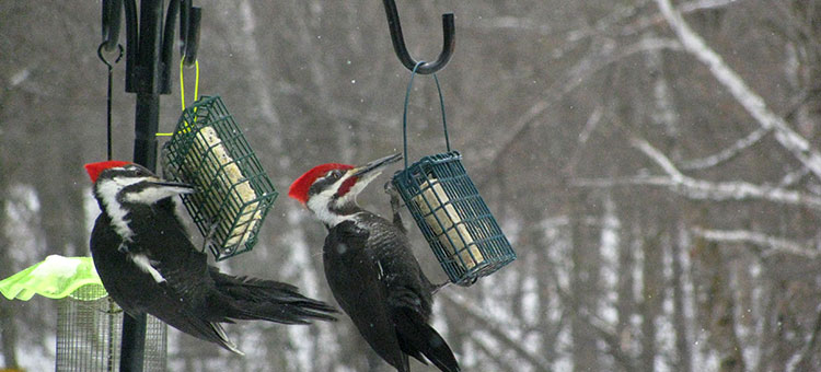 Two pileated woodpeckers with red crests cling to suet feeders hanging on metal poles in a snowy, wooded area.