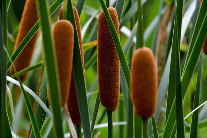 Close-up of brown cattail plants with long, slender green leaves, commonly found in wetlands. The cylindrical brown flower spikes stand upright among the foliage.